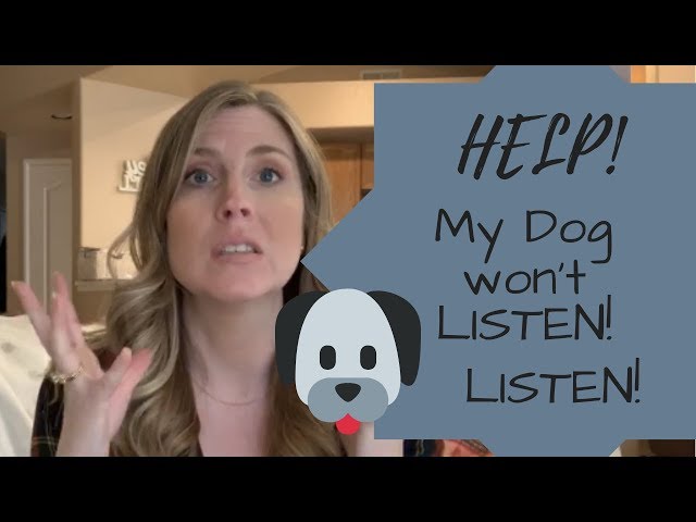 Why Can't I Get My Dog To Listen To Me?