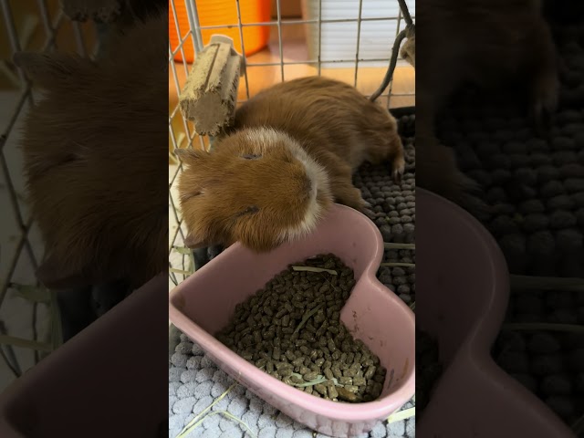 A guinea pig sleeping in a worrying position