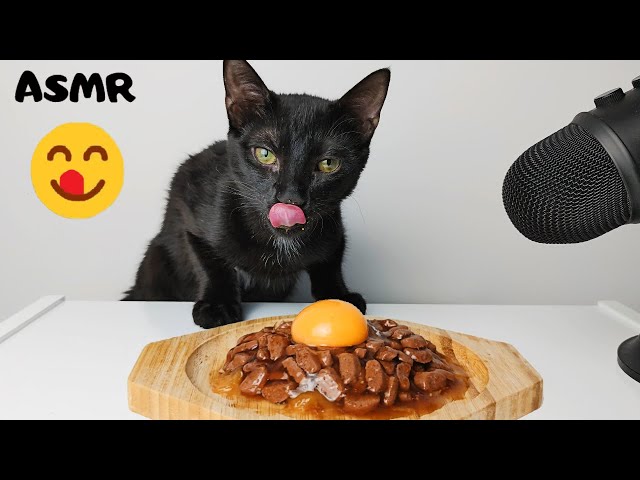 Cat eating Egg Yolk & Wet food ASMR