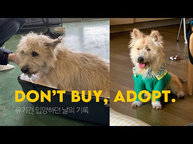 (ENG) dog adoption / 브이로그. 유기견 입양하던 날 / 배우 조승우님이 입양한 곳, 고성동물보호센터에서 왔어요🧡