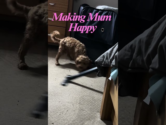 PUPPY Helps Mum CLEAN the House with Vacuum! #shorts