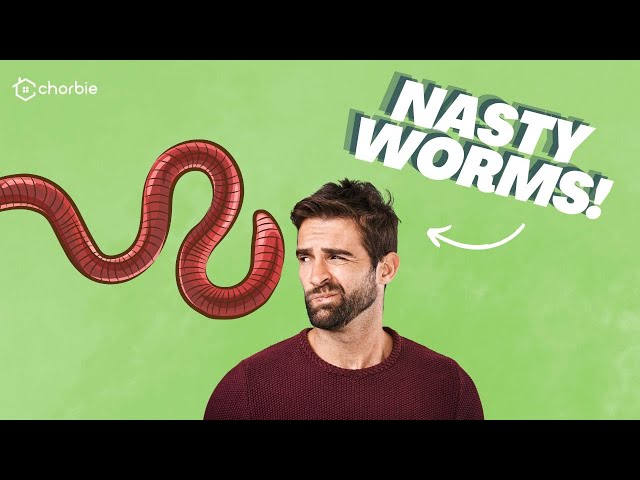 What to do About Grub Worms in a Lawn