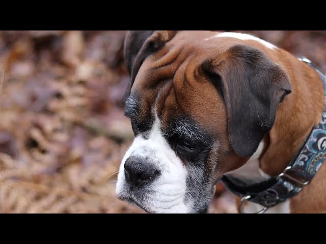 Camping with my Dog | Boxer Dog Enjoys Camping