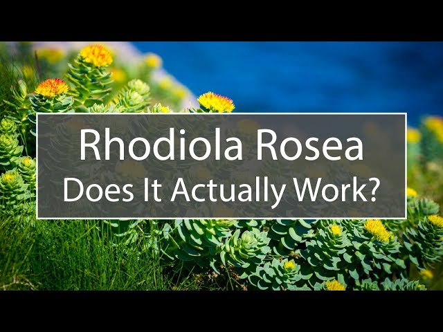 Rhodiola Rosea - Supplements That Actually Work: Episode #1