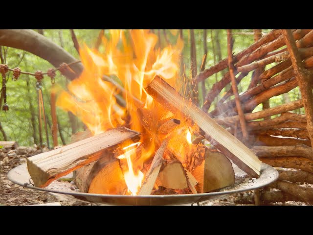 Relaxing with a campfire, dappled light, and bird calls -  焚き火と木漏れ日と鳥の声でリラックスする1時間 | ambient ASMR