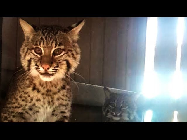 Rescuing Two Bobcat Kittens In 360