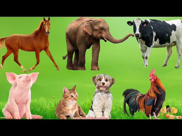 Adorable Animal Moments: Hose, Duck, Cow, Elephant, Dog, Cat, Chicken, Pig - Animal Videos