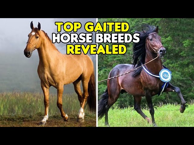 EXPLORING THE BEST GAITED HORSE BREEDS #horse #horses