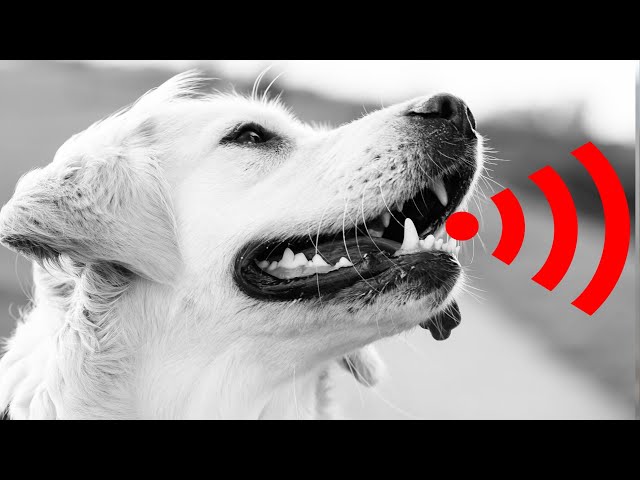 Barking Dog Sound Effect | Dogs Barking | Dogs Video | कुत्ता की आवाज | Kutte Ki Awaaz|doggy ki awaz