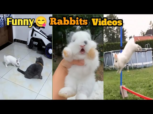 2023 Funny videos of little bunnies🐰🐇 cute bunnies