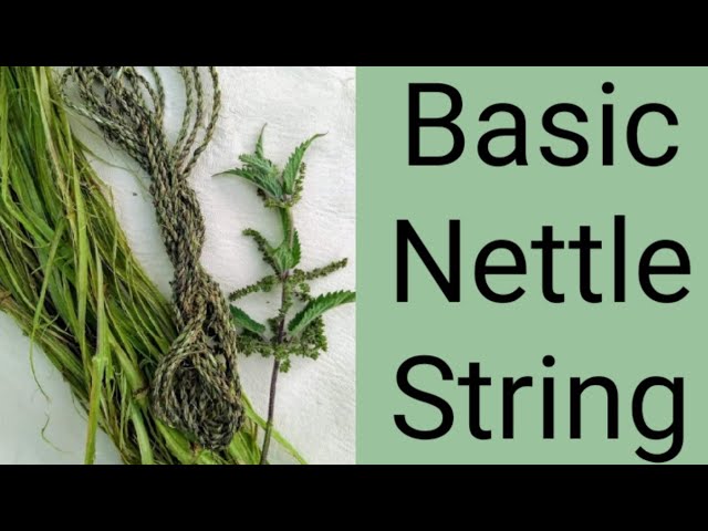 Basic Nettle String