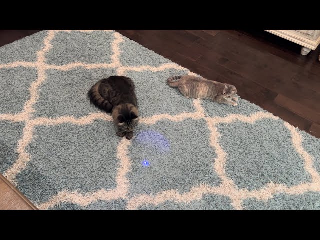 Cats and Lasers!