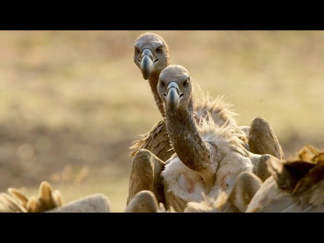 Meet the Largest Vultures in Africa