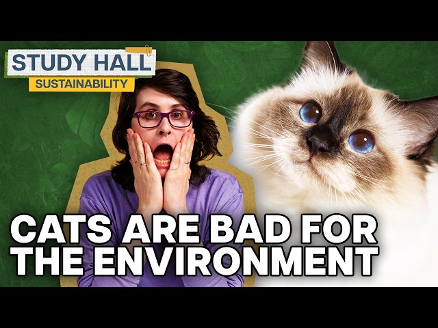 How are humans impacting biodiversity? | Sustainability 14 of 31 | Study Hall