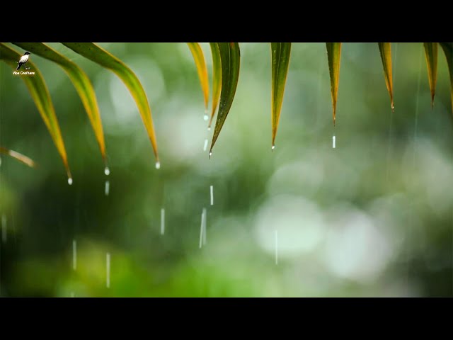 Rainstorm Sounds for Relaxing, Focus or Deep Sleep | Nature White Noise | 8 Hour Video