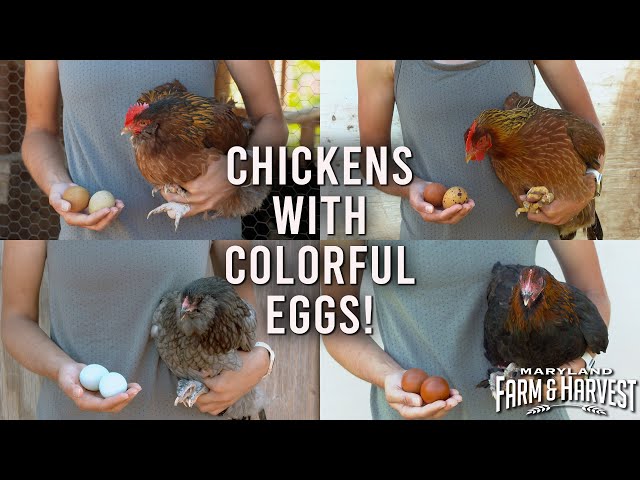 Farmers Breed Chickens with Colorful Eggs! | Maryland Farm & Harvest