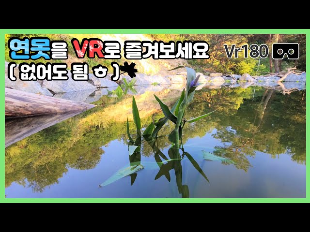 [VR ASMR] 연못을 감상해보세요