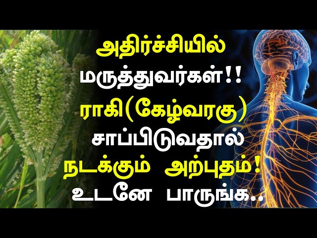 கேழ்வரகு சாப்பிட்டால் நடக்கும் அதிசயம்! | Ragi Health Benefits in Tamil| Ragi Health Tips in Tamil