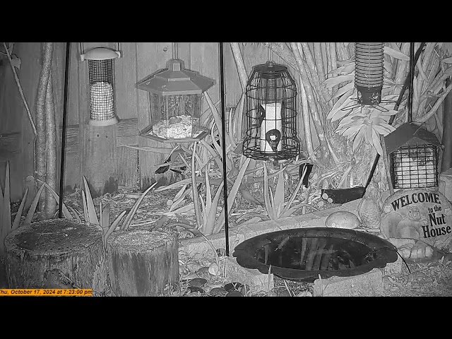 Florida Bird Feeder Live Camera HD