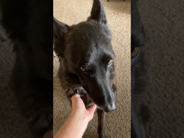 MY CUTE DOG IS SO SWEET!(SOUND ON)LUNA THE DUTCH SHEPHERD DOG #funnyanimals #funny #dog