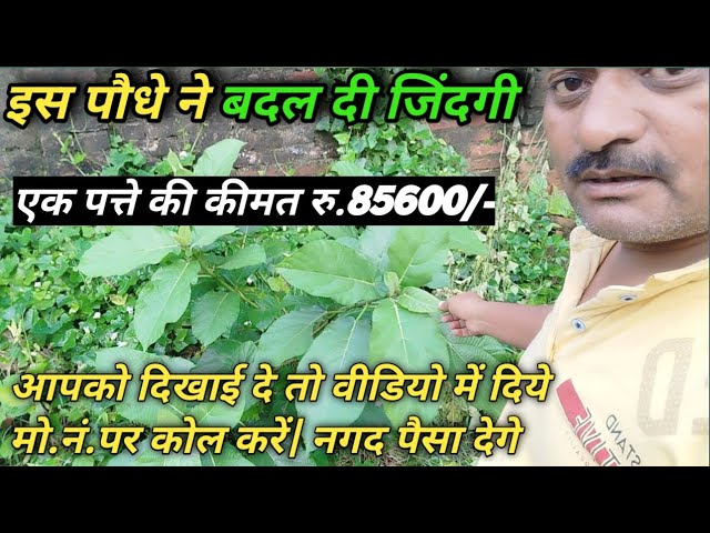 इस पौधे ने बदल दी जिंदगी| एक पत्ते की कीमत रु 85600/- | MeenaVinay Vlogs | famlyblogs