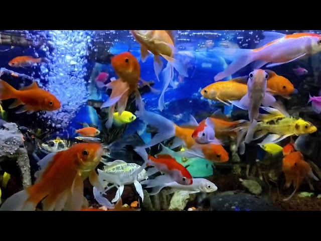 Enjoy the Beauty of Koi Fish and water Sounds -HD RELAXATION VIDEO