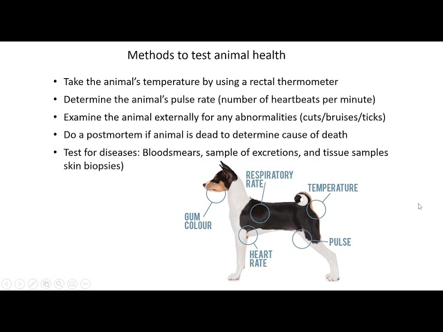 Animal health   Lesson 1