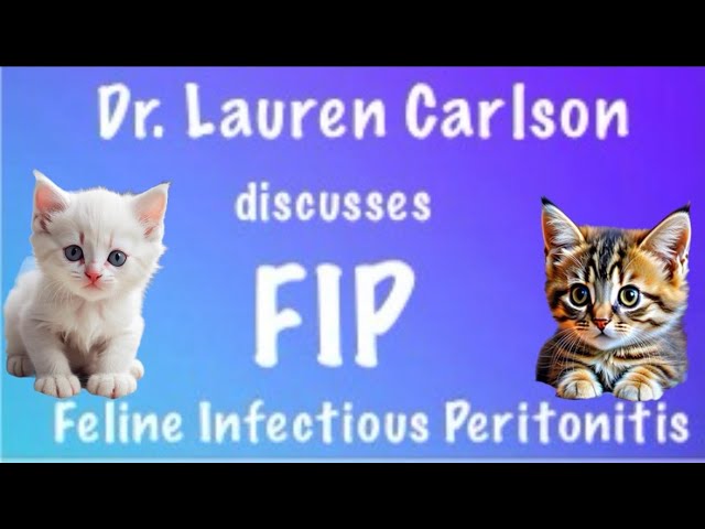 FIP: what you should know