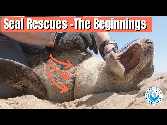 Seal Rescues Explained - How OCN started