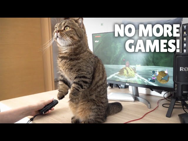 LuLu Won’t Let Me Play Games! | Kittisaurus