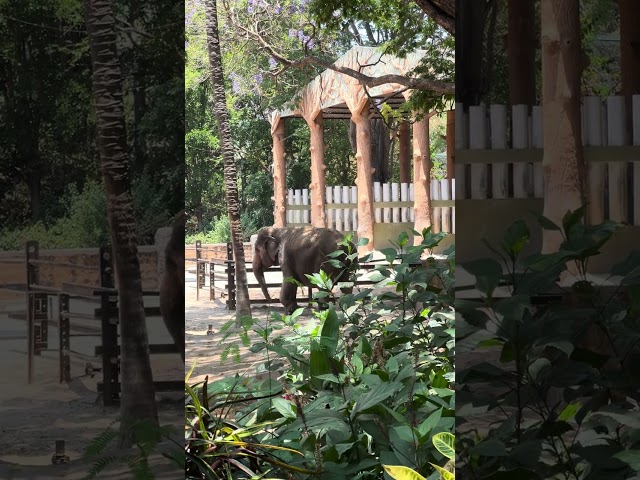 Asiatic Elephant #youtube #viral #viralvideo #status #shorts #youtubeshorts #yt #wildlife #elephant