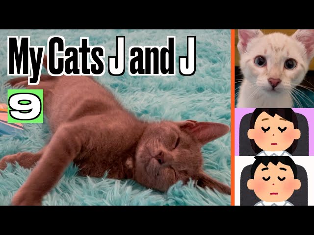 Adorable Sleepy Cats And Humans | My Cats J and J 9