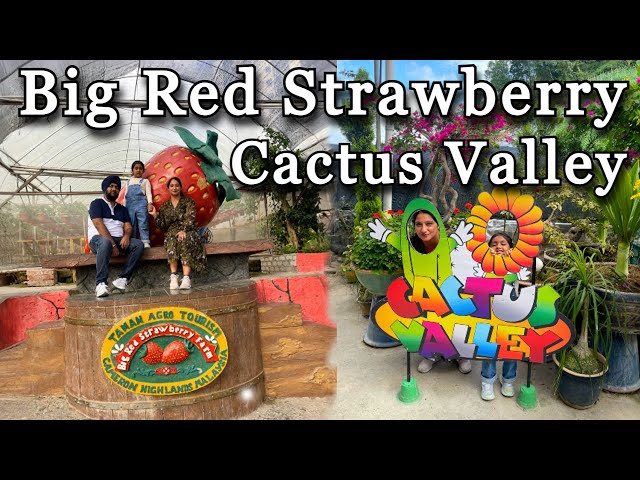 Big Red Strawberry Farm and Cactus Valley Cameron Highlands Malaysia