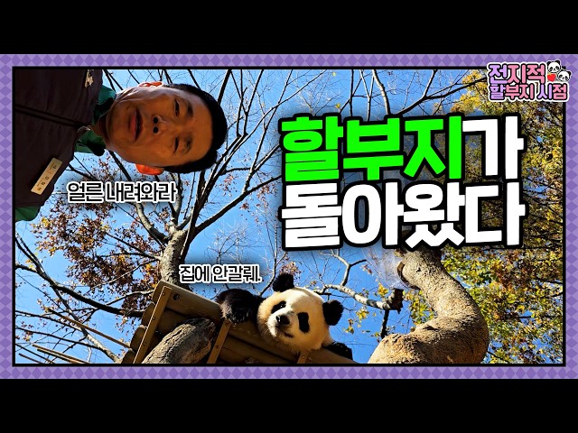 Ep.198 "Grandpa is back!" A glimpse into the Bao family's daily life💕🐼│ Panda World