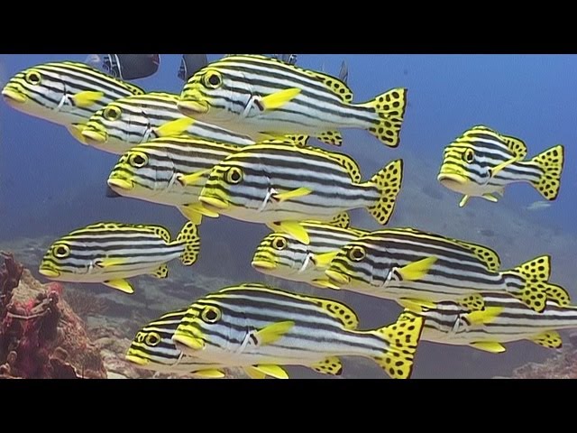 Reef Fishes - Reef Life of the Andaman - Part 9