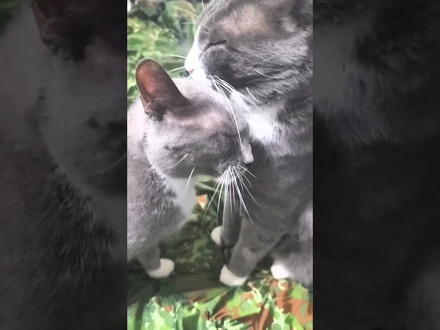 Russian Blue Cats Grey kitten Big Brother kissing Little Mother cat #kitten #grey #mother #cat #love