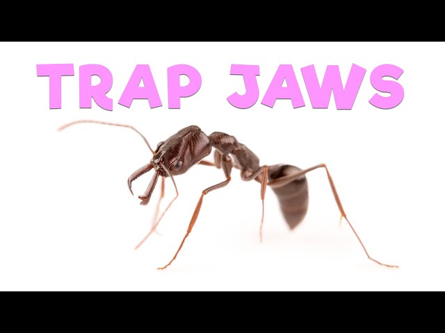 Ant Room Tour | Trap Jaw Ants