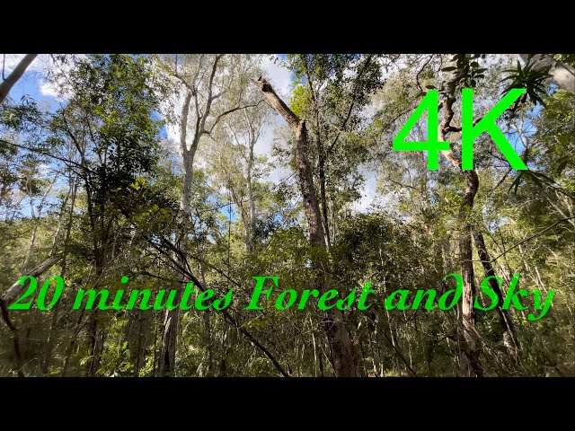 20 Minutes Spring Forest and Sky Ambience for ASMR Background White-noise