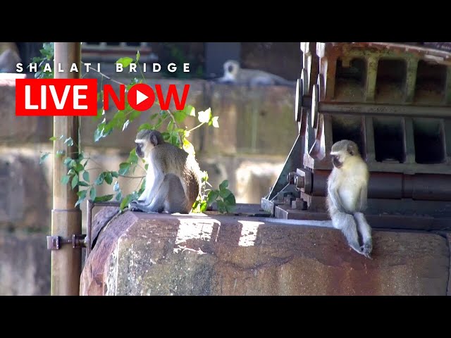 Shalati Bridge LIVE Africam Wildlife Stream