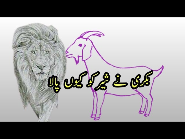 Sher aur bakri ki urdu story||Real story in urdu hindi|Moral story