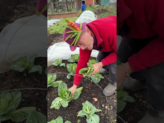 Slug reduction plant care, spring cabbage