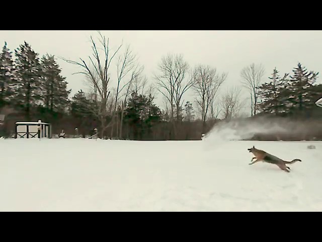 Joy jumping for snow as we shovel (50 percent slow-mo)