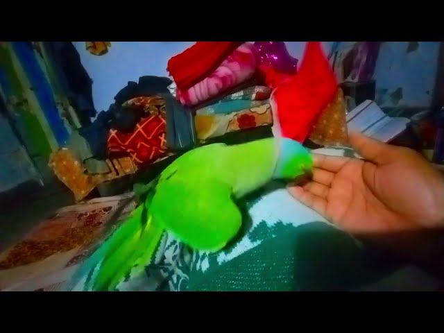 Ringneck parrot #Bolane wala tota #videos #part118