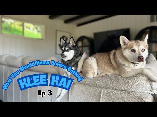 What You Should Know Before Getting Alaskan Klee Kai: Diet