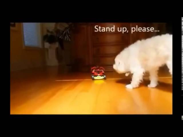 Best FUNNY FAILS Animal Videos Compilation 2014   very funny fails video lucu