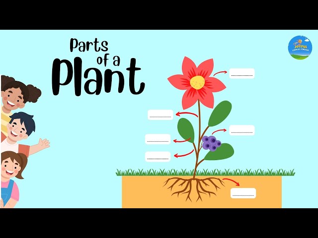 Parts of a Plant 🌱 | Fun Learning for Kids 🌸🌿