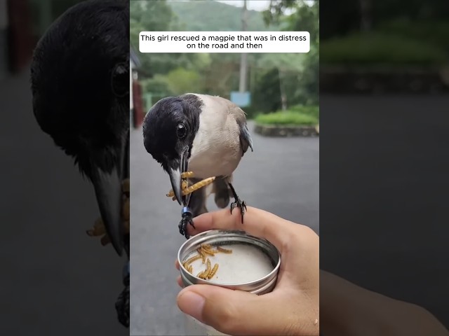 This girl rescued a magpie that was in distress on the road and then #animalshorts