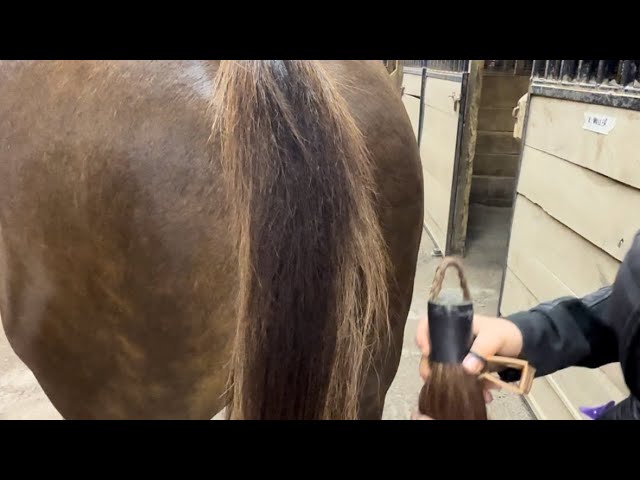 How to put a fake tail in for pleasure #equestrian #horse #viral #funny horseriding #western #aqha