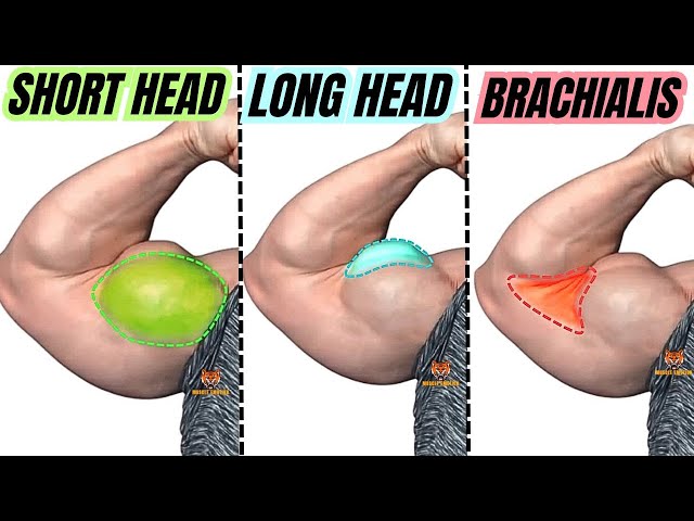 TOP 5 LONG HEAD BICEPS  /  SHORT HEAD BICEPS / BRACHIALIS BICEPS EXERCISES AT GYM