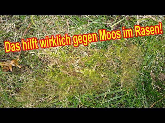 Das hilft wirklich gegen Moos im Rasen! / Moos im Rasen Ursache, Moos entfernen & bekämpfen